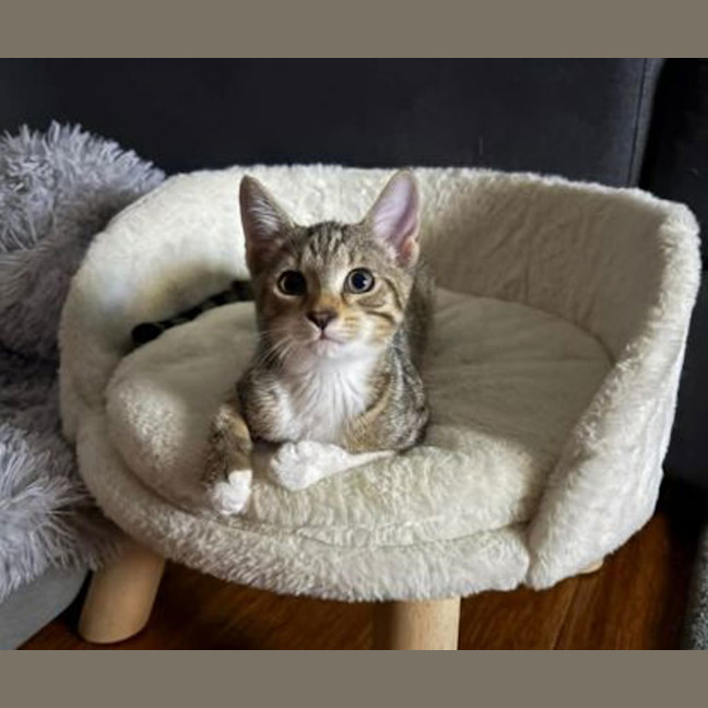 Photo of Goose