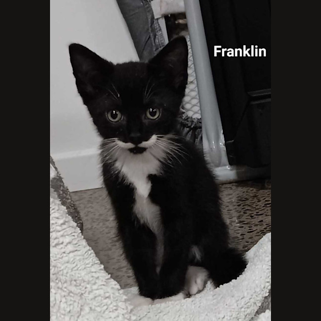 Photo of Franklin