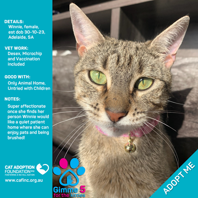 Photo of Winnie Only $50 Limited Time!