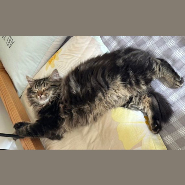 Photo of Bongo
