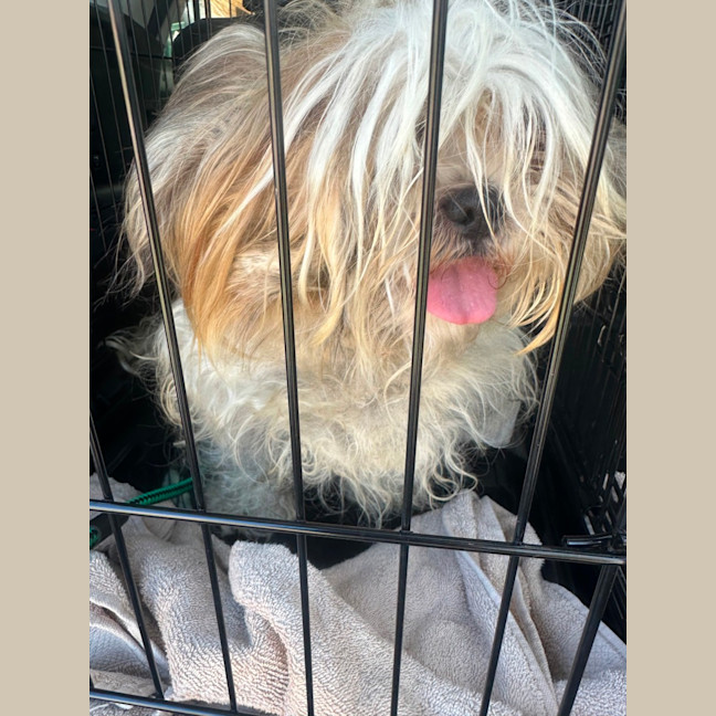 Photo of Chewy And Warf 🐶😎