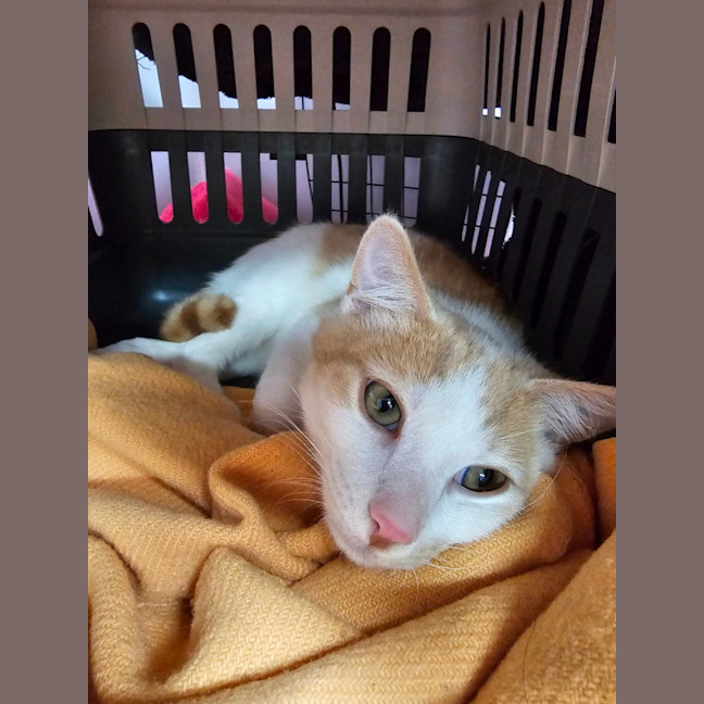 Photo of Harvey