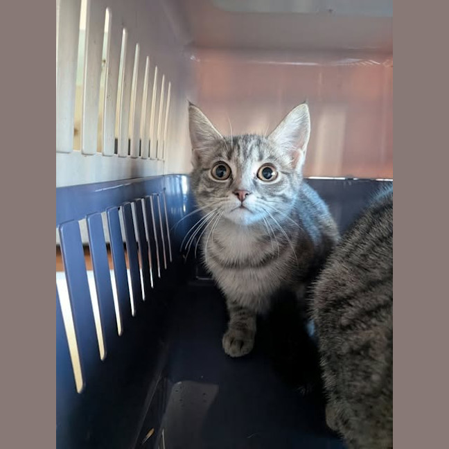 Photo of Crisp
