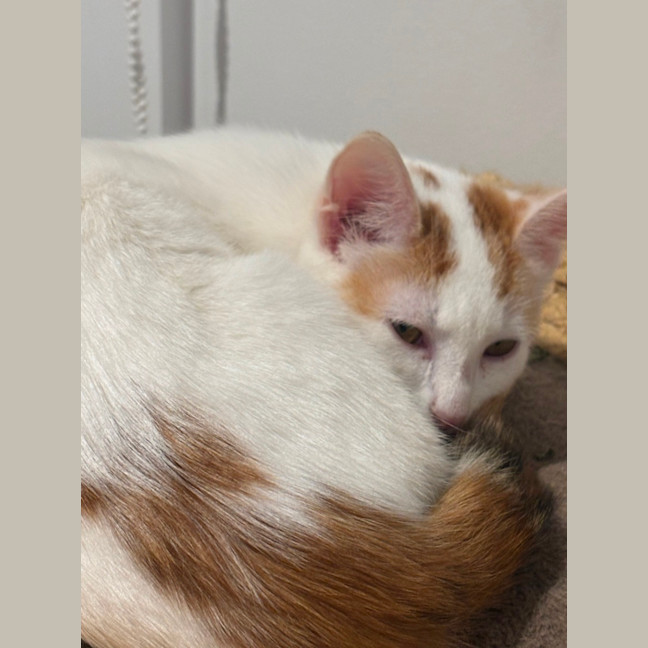 Photo of Poko Meet Me@Petstock Mornington Nepean Hwy