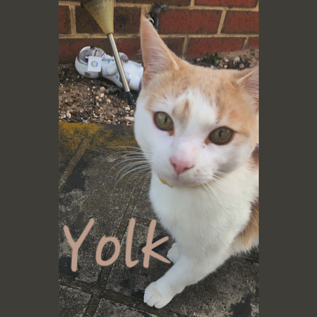 Photo of Yolk