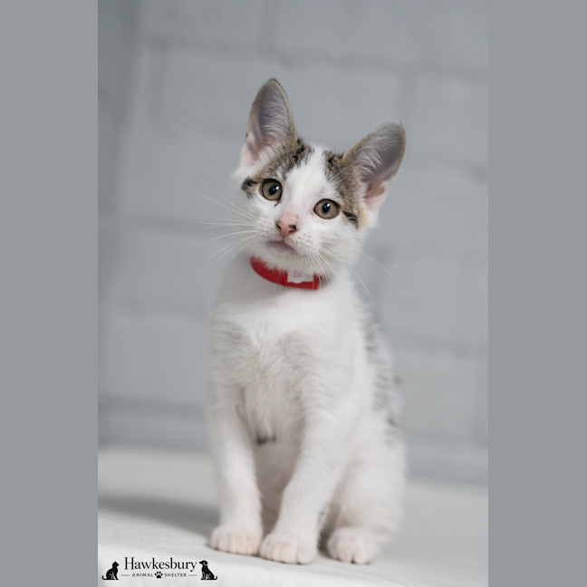 Photo of Daphne