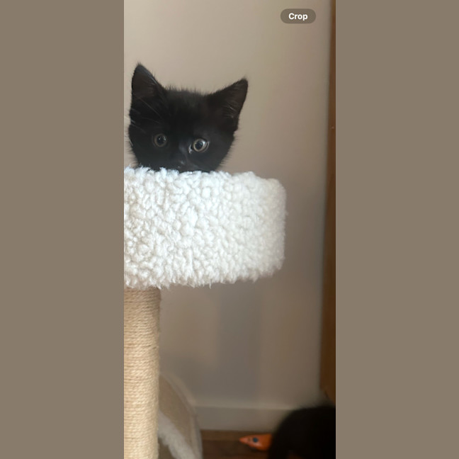 Photo of Button