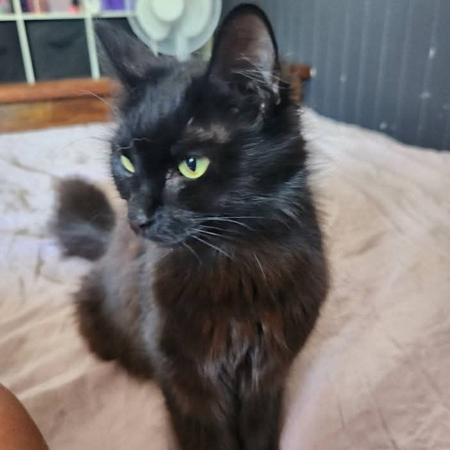 Photo of Rainbow Dash