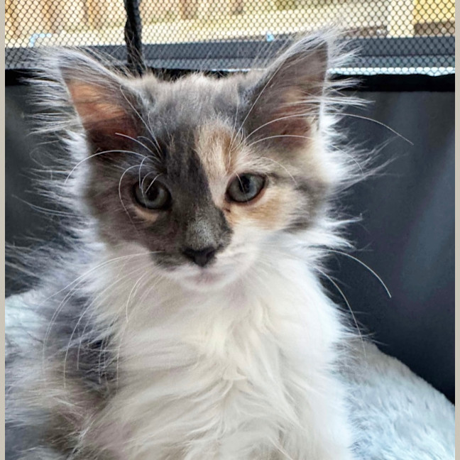 Photo of Twiggy & Tulip