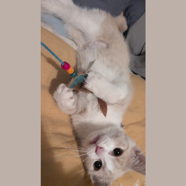 Photo of Mochi & Maple * 9 Lives Project Rescue*