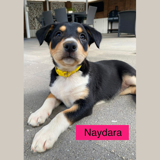 Photo of The Calandras Litter