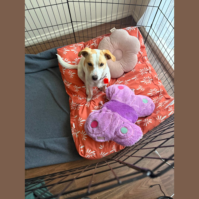 Photo of Bonnie Jrt