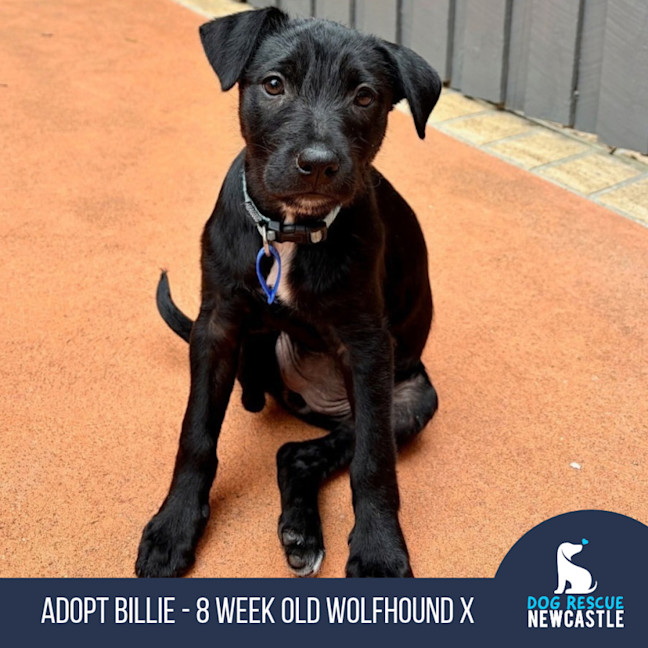 Photo of Billie   8 Week Old Wolfhound X