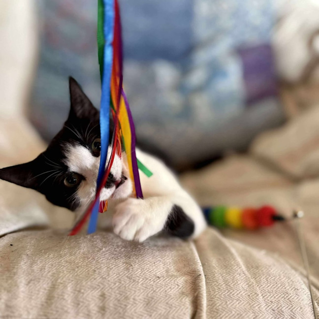 Photo of Cee Cee   Located In Eltham