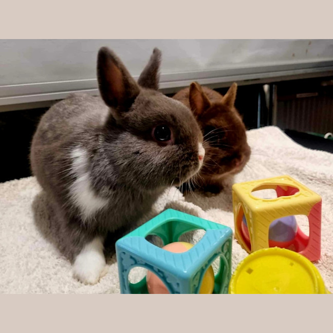 Photo of Thor And Loki The Gods Of Mischief & Thunder