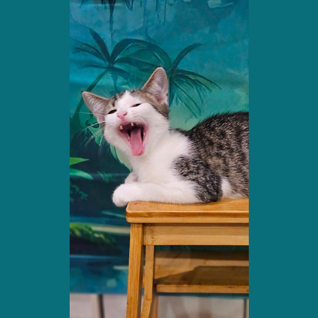 Photo of Simon