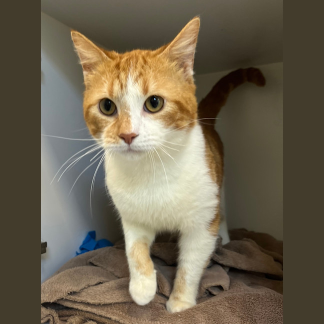 Photo of Shawn Mendes