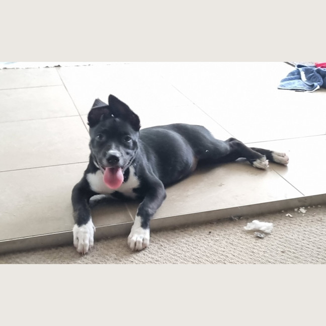 Photo of Poppy