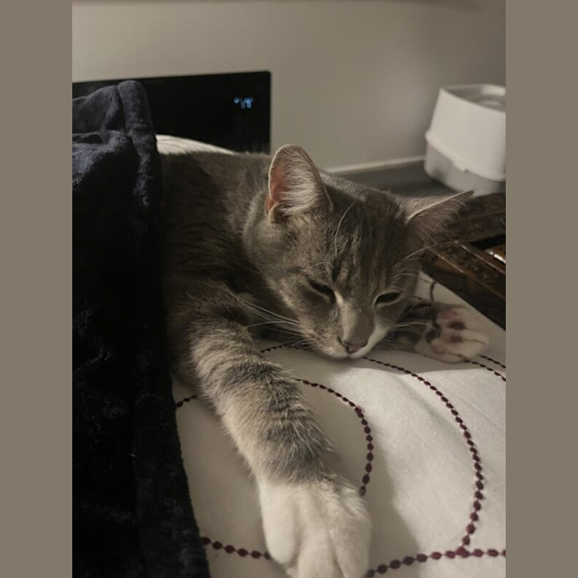 Photo of Dash