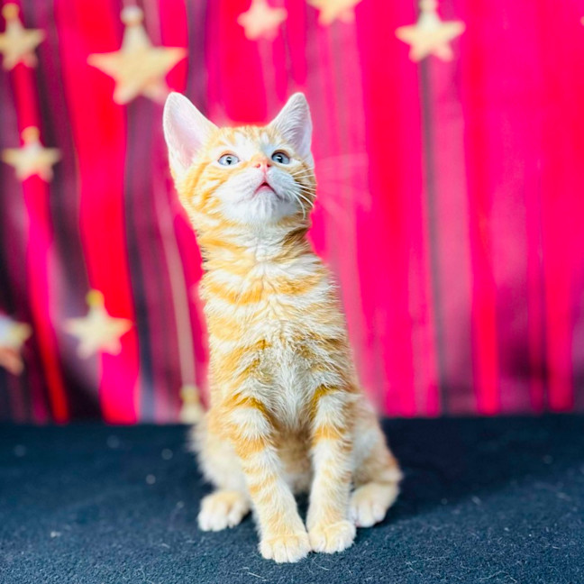 Photo of Cheeto (Located In Preston)