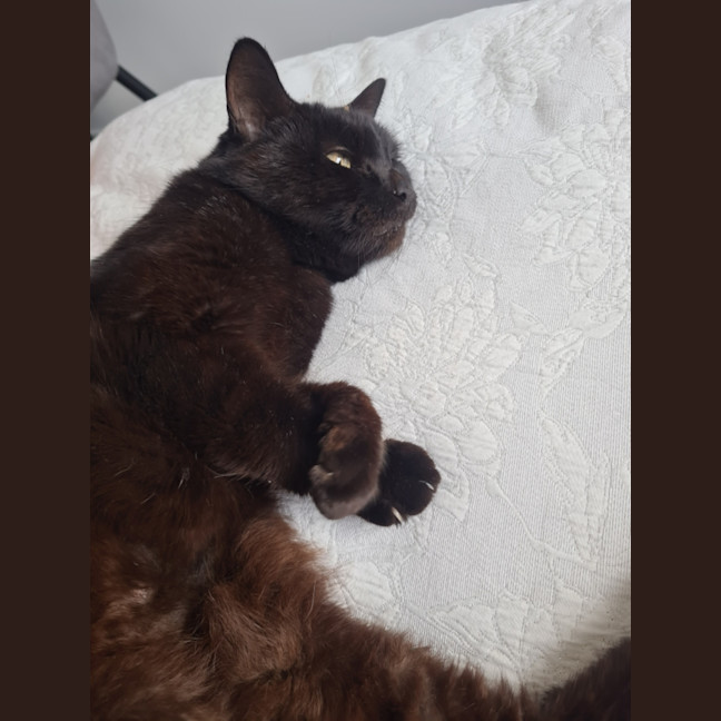 Photo of Lola (Aka Spot)