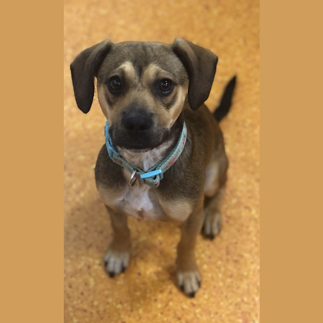 Photo of Dixie