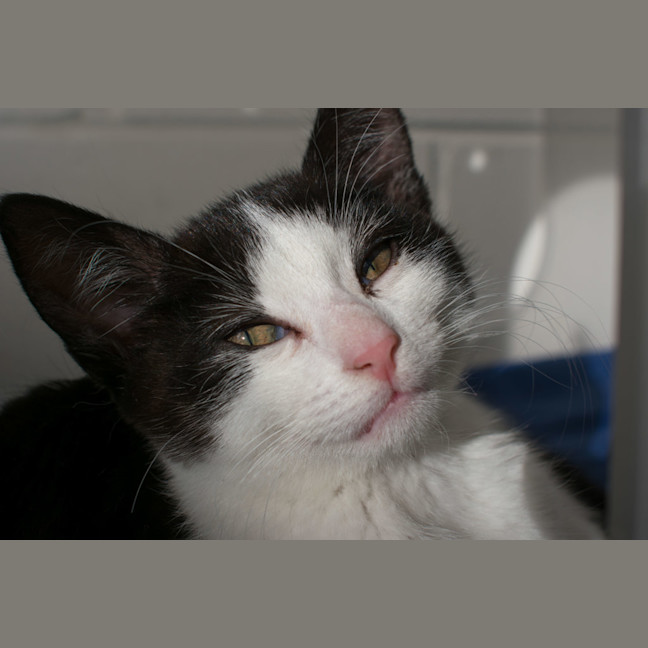 Photo of Buttons