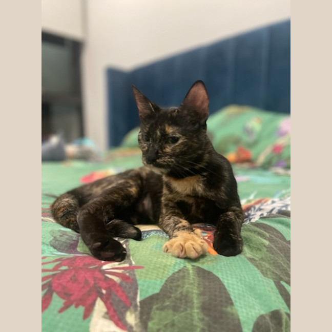 Photo of Shadow
