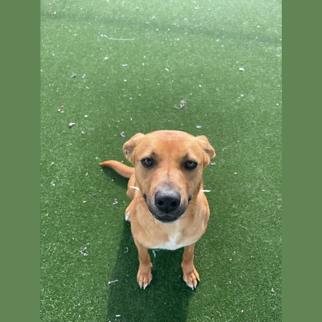 Photo of Peach Imp 1711