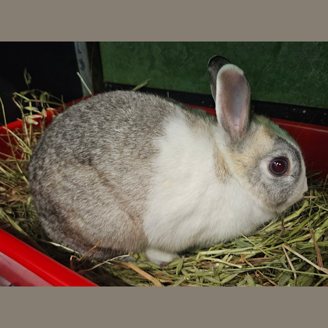 Photo of Penny (Bonded To Tabitha)