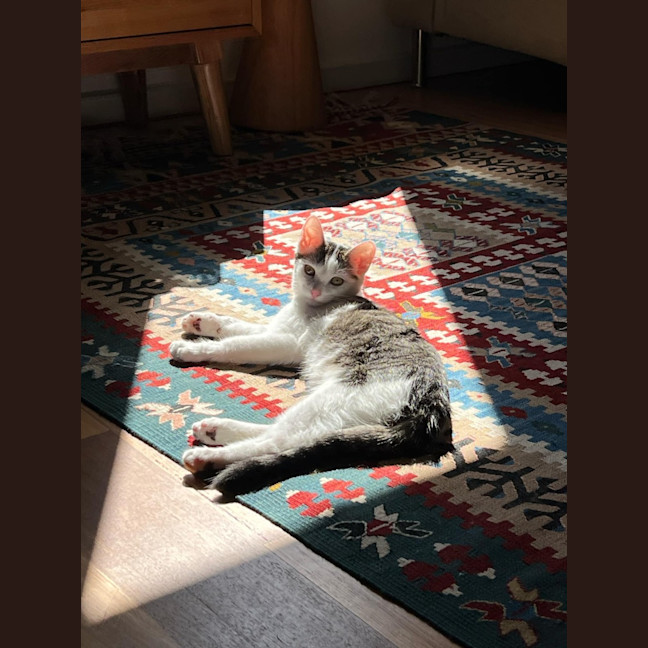 Photo of Owen   Located In Northcote