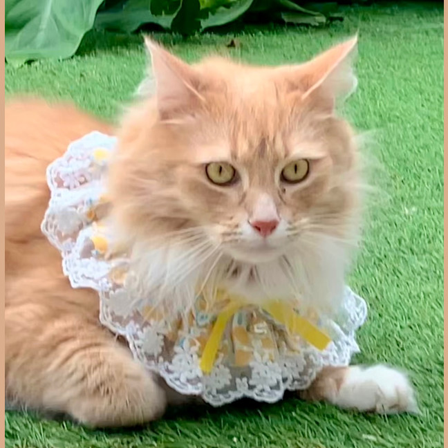 Photo of Willy Belle