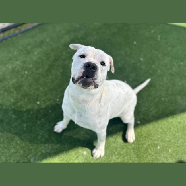 Photo of Doofy Imp 1689