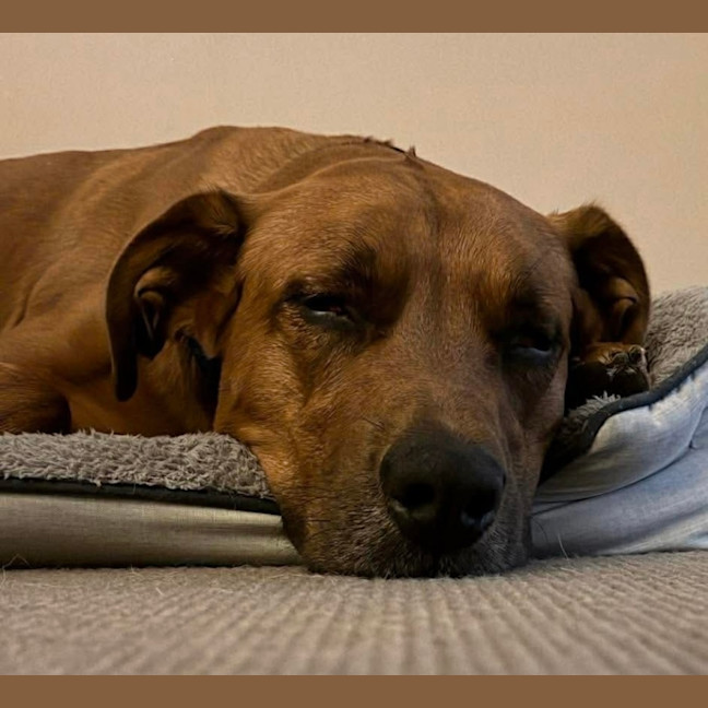 Photo of Bear   5 Year Old Ridgeback