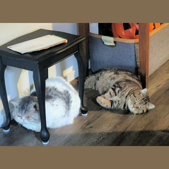 Photo of 🥔Pringle & Pico🍫
