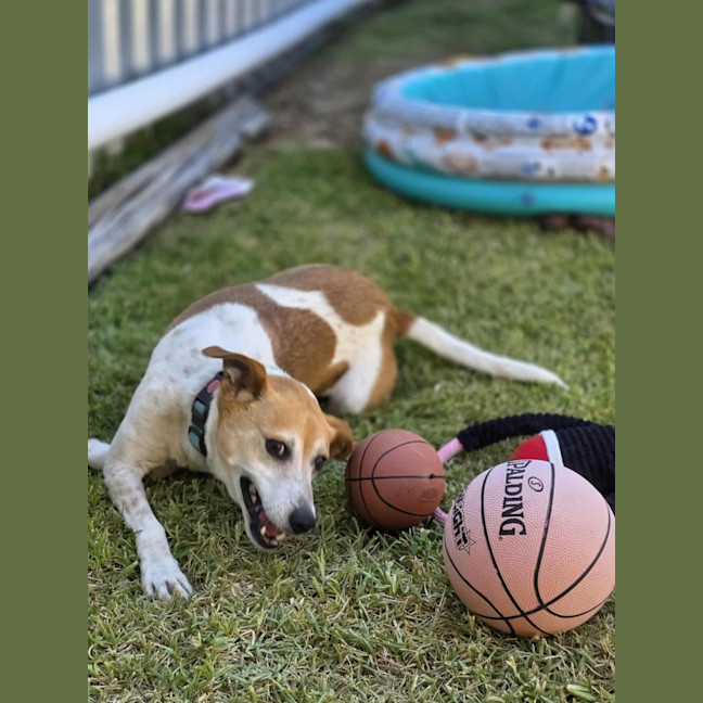 Photo of Wicket   7 Year Old Jack Russell X