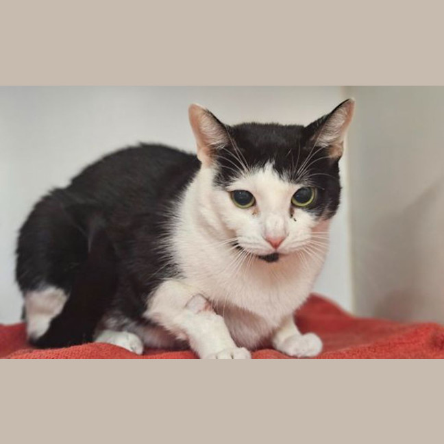 Photo of Callie