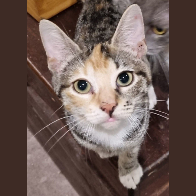 Photo of Callie