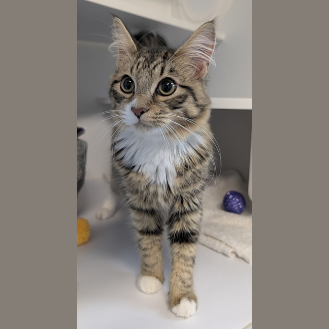 Photo of Percy