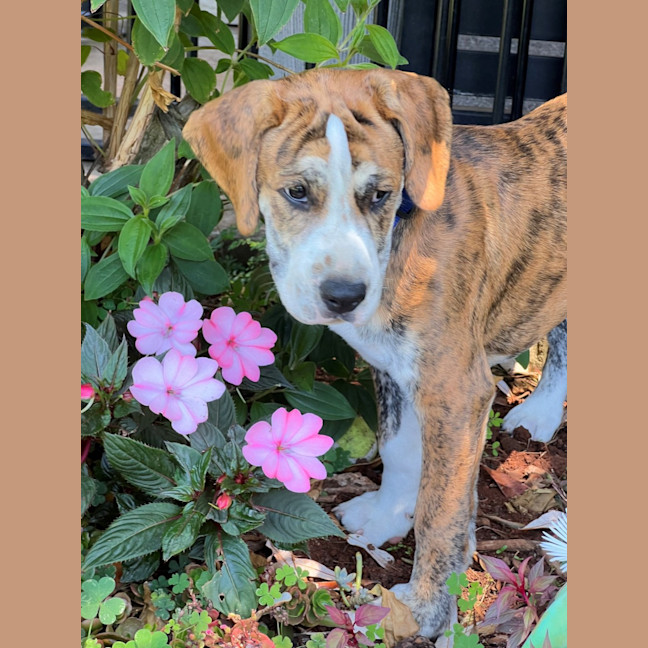 Photo of D1213 Ralph