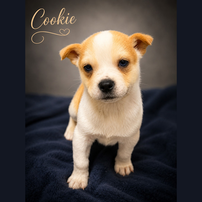 Photo of Cookie