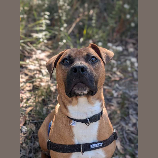 Photo of Bruno
