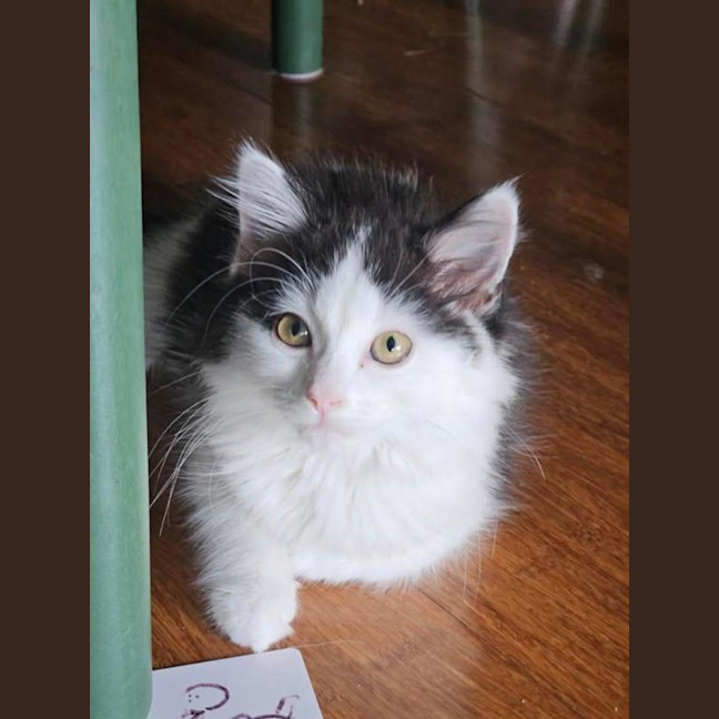 Photo of Sienna   Located In Wallan