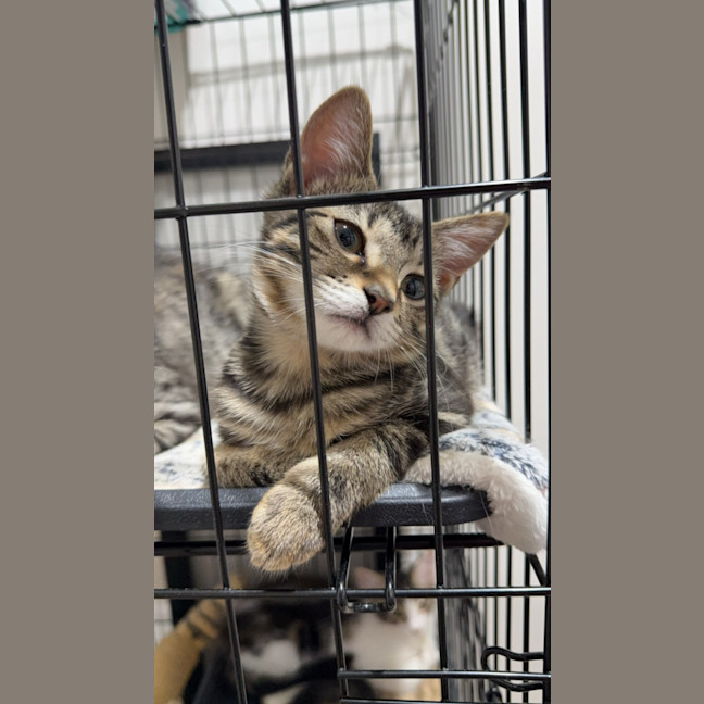 Photo of Olive