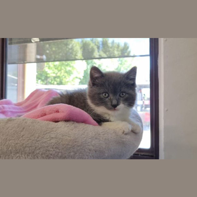 Photo of Maisey