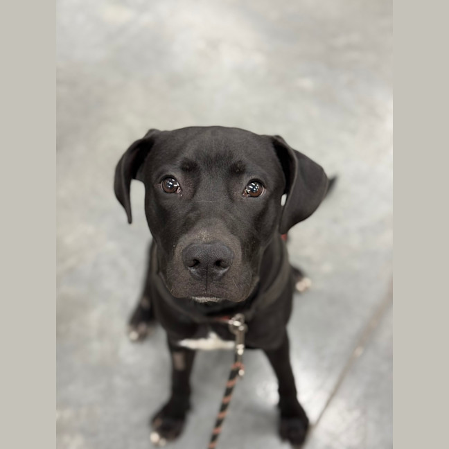 Photo of Buddy