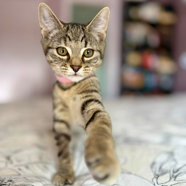 Photo of Lulu   In Foster Care In Templestowe 