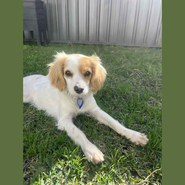 Photo of Elsa   11 Month Old Cavalier X