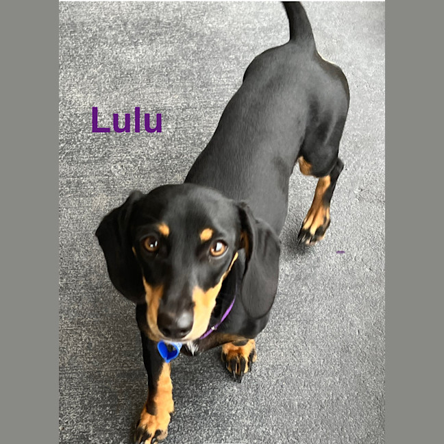 Photo of Tilly & Lulu   2 Year & 8 Month Old Dachshund