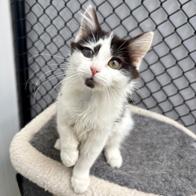 Photo of Cookie